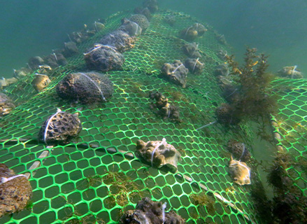 Wetland conservation impact