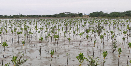 Wetland conservation impact